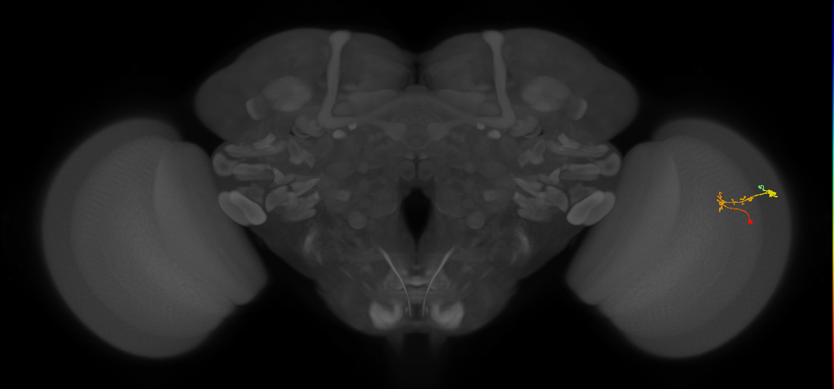 C2_R (JRC_OpticLobe:93403)