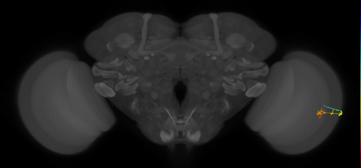 C2_R (JRC_OpticLobe:78853)