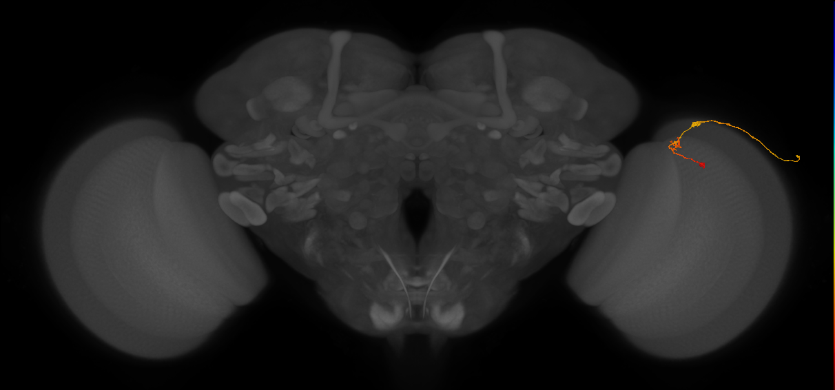 C2_R (JRC_OpticLobe:125390)