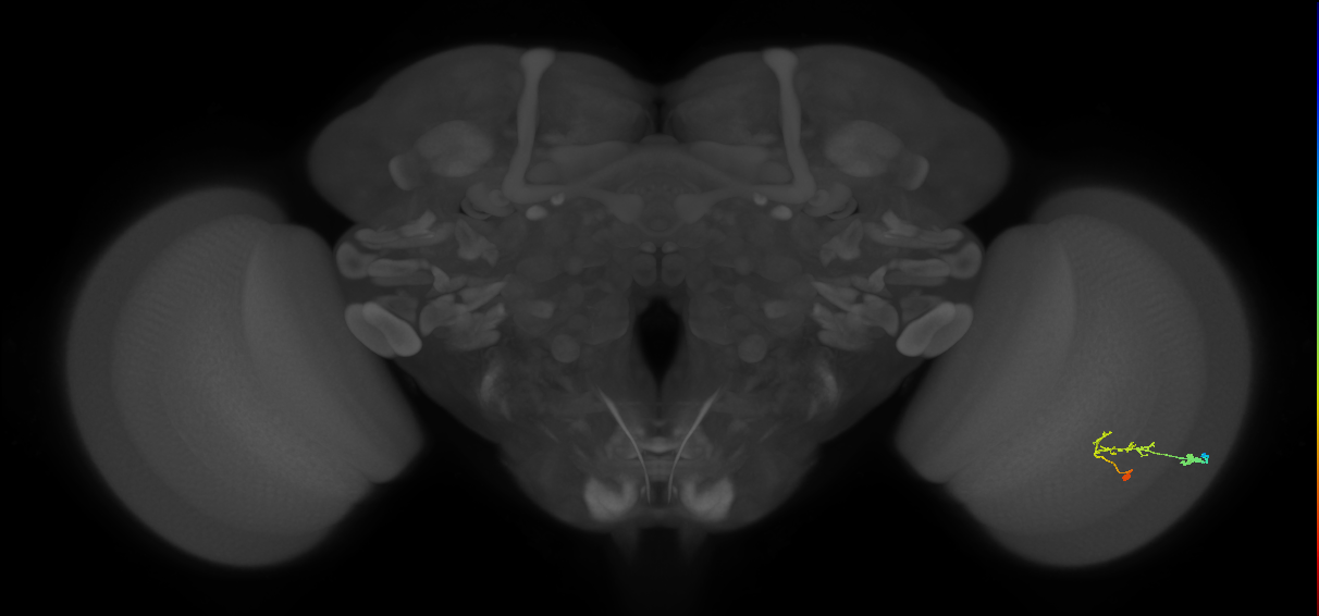 C2_R (JRC_OpticLobe:77268)