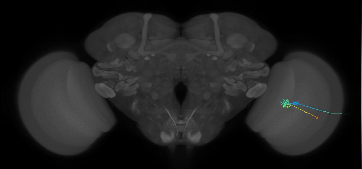 C2_R (JRC_OpticLobe:76090)