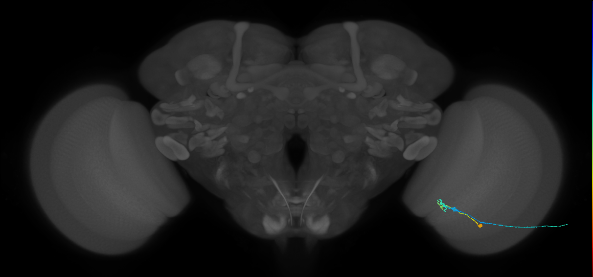 C2_R (JRC_OpticLobe:79592)