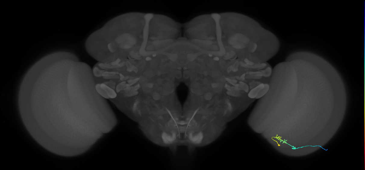 C2_R (JRC_OpticLobe:109082)