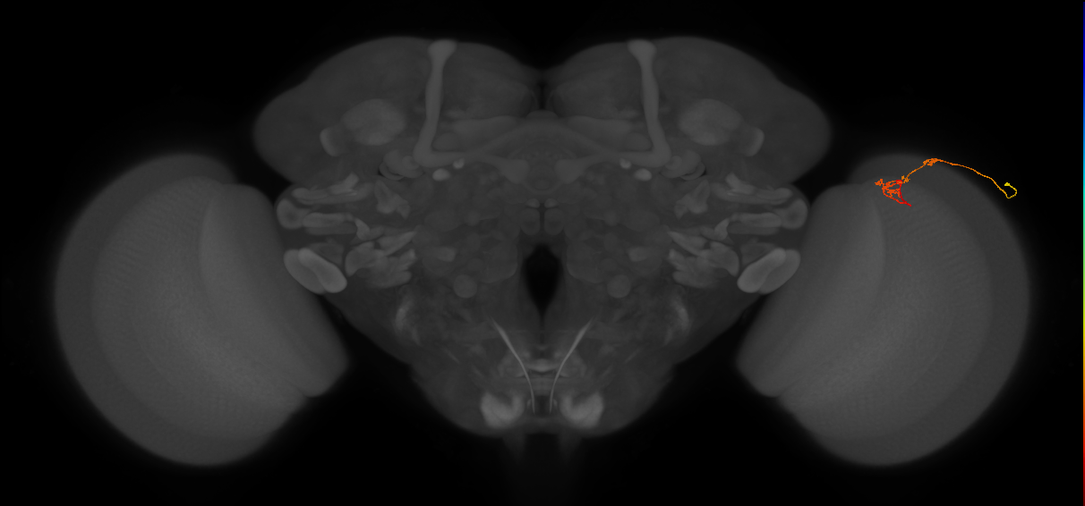 C2_R (JRC_OpticLobe:134957)