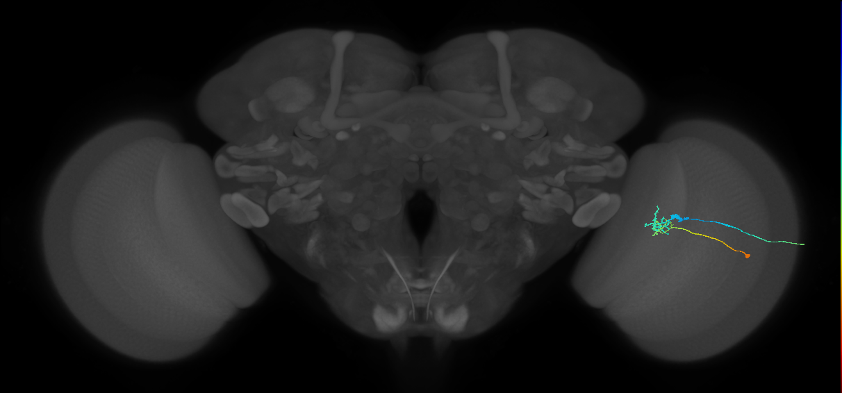 C2_R (JRC_OpticLobe:153529)