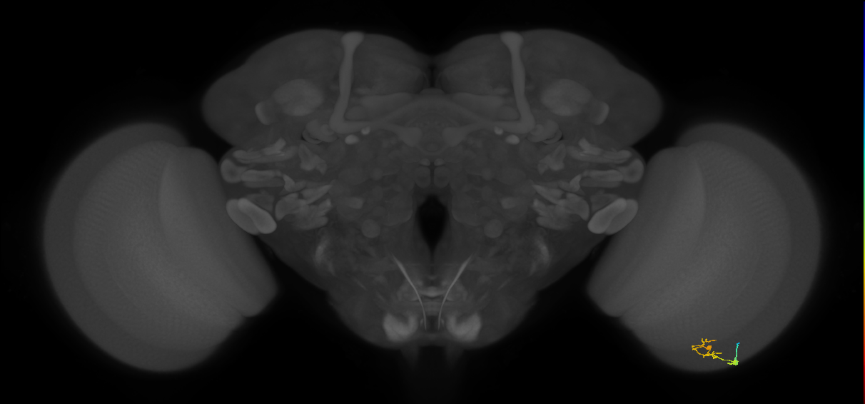 C2_R (JRC_OpticLobe:115945)