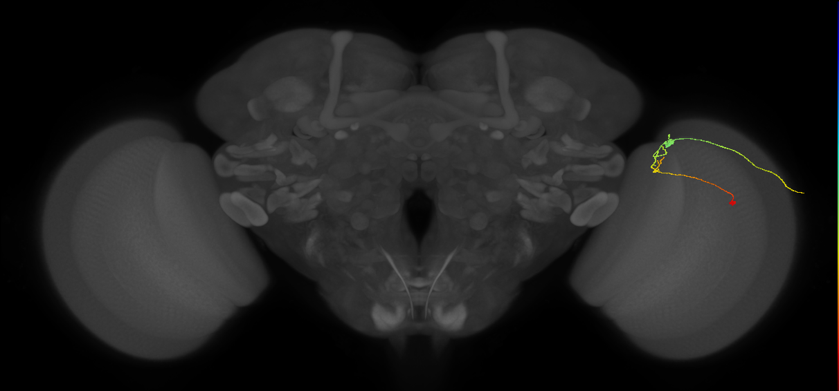 C2_R (JRC_OpticLobe:148997)
