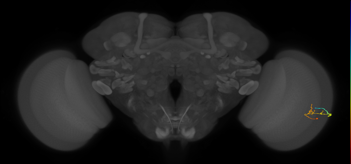 C2_R (JRC_OpticLobe:78952)