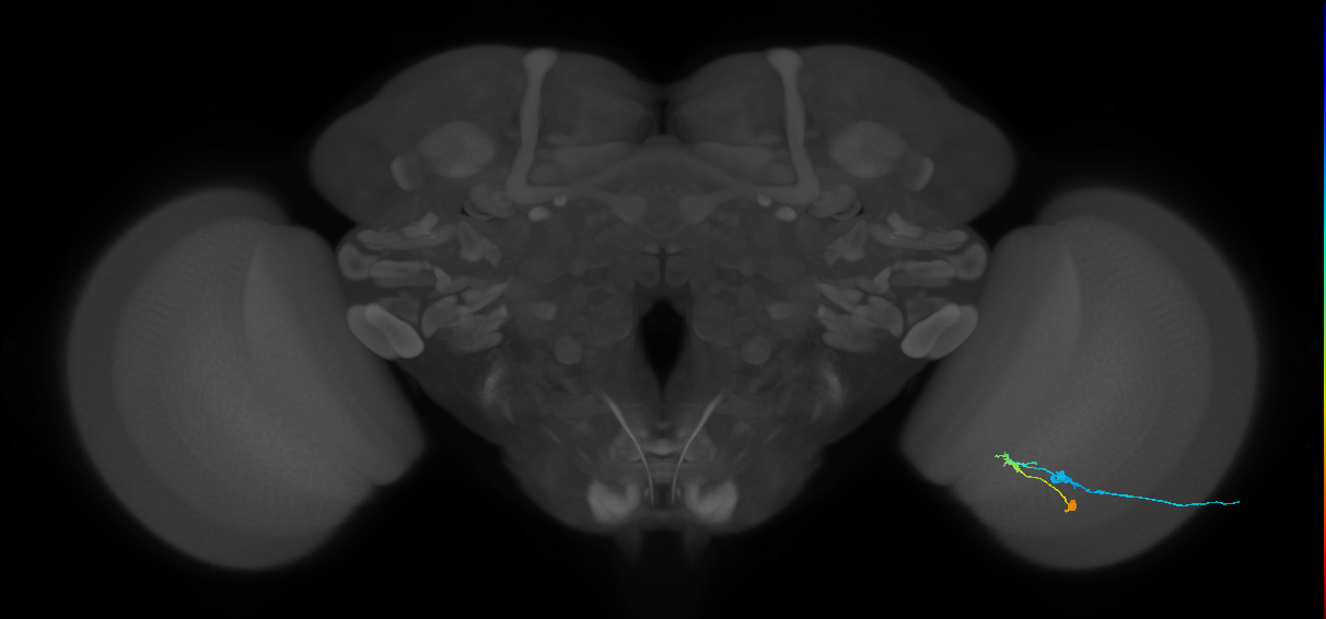 C2_R (JRC_OpticLobe:77965)