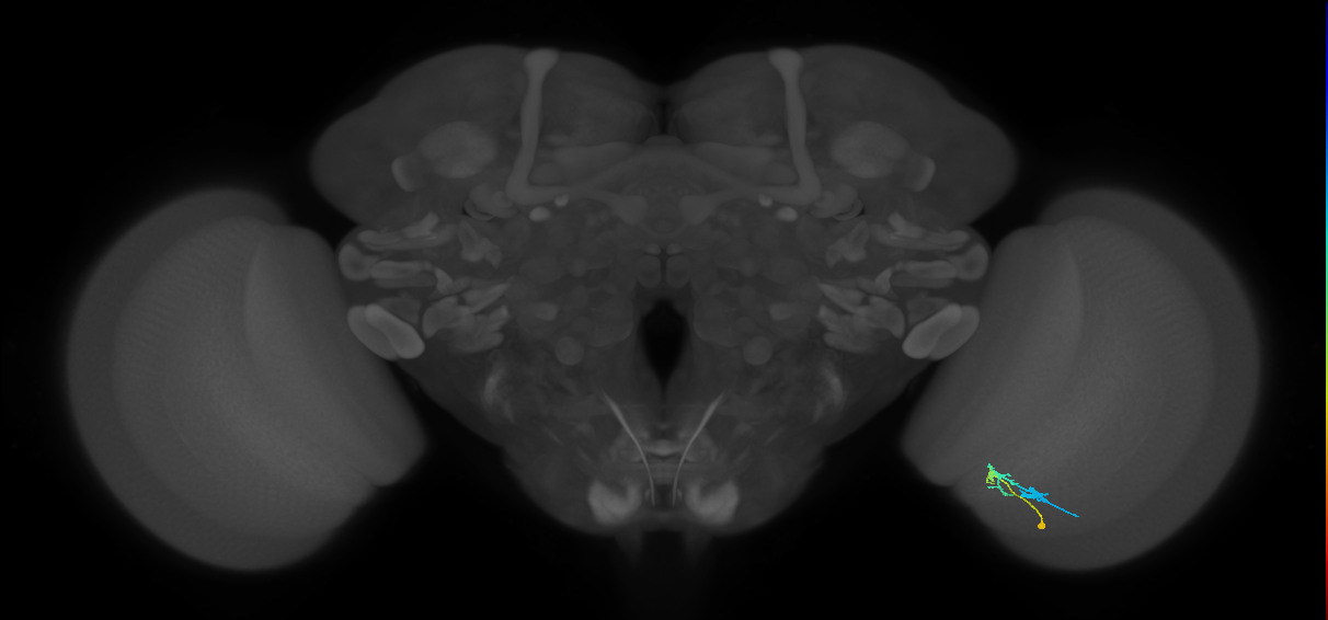 C2_R (JRC_OpticLobe:95812)