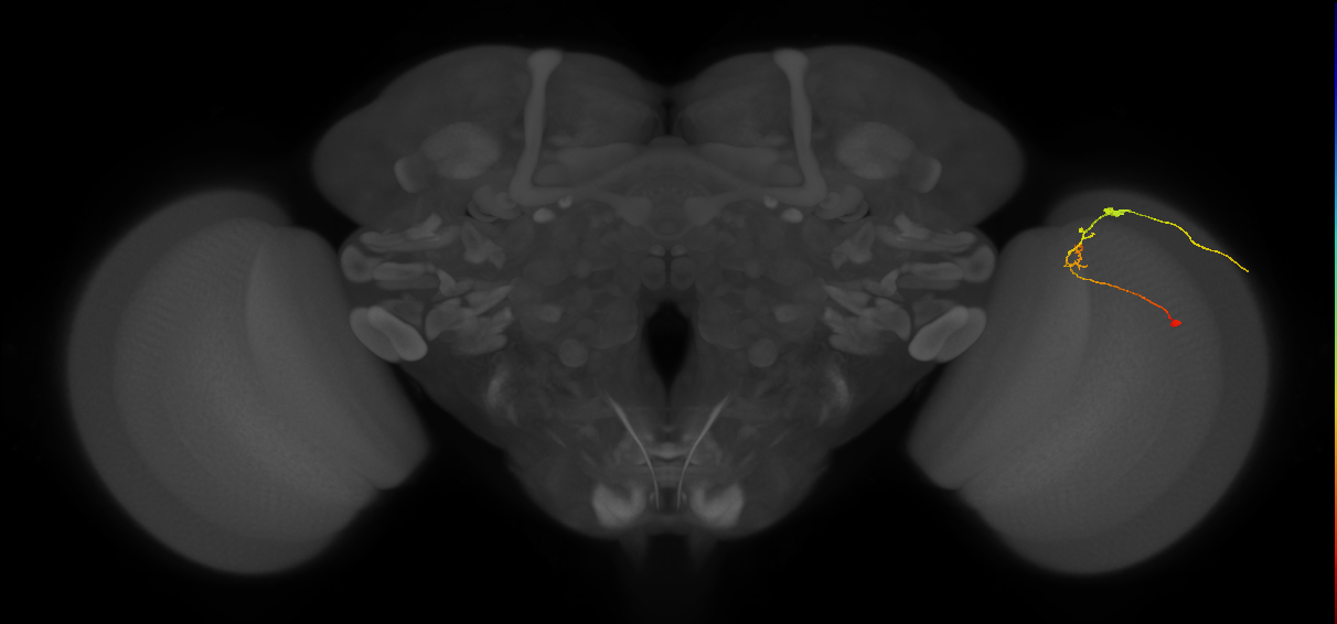 C2_R (JRC_OpticLobe:97280)