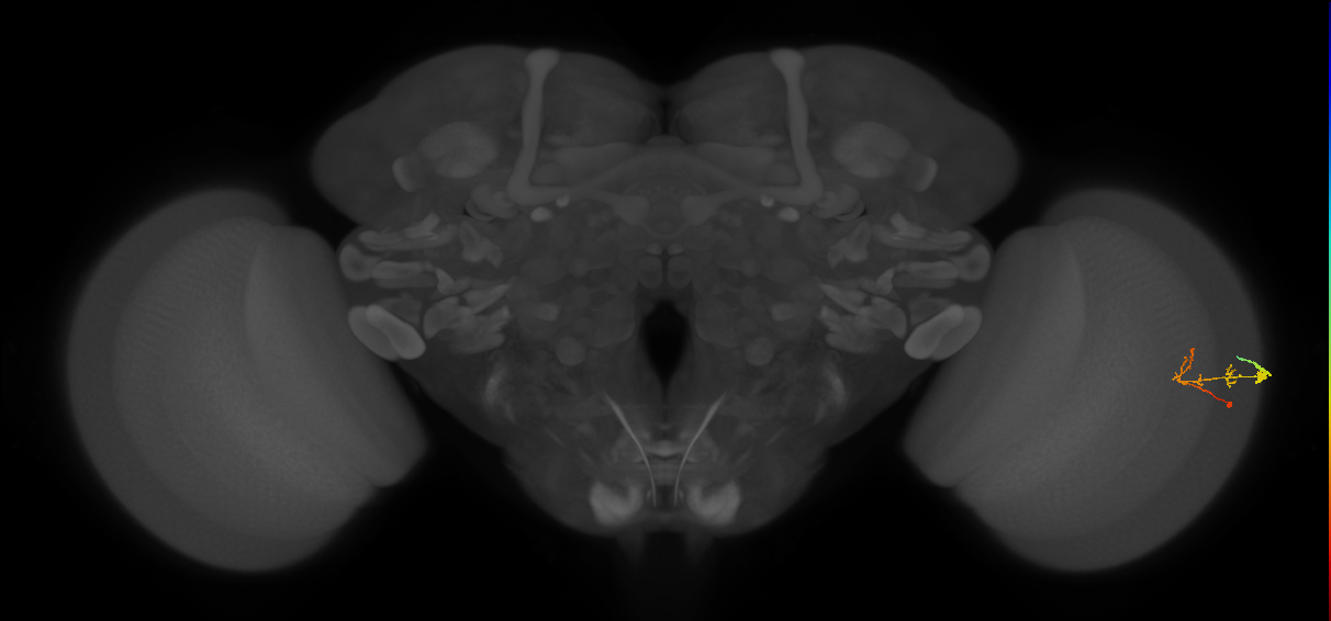 C2_R (JRC_OpticLobe:84152)