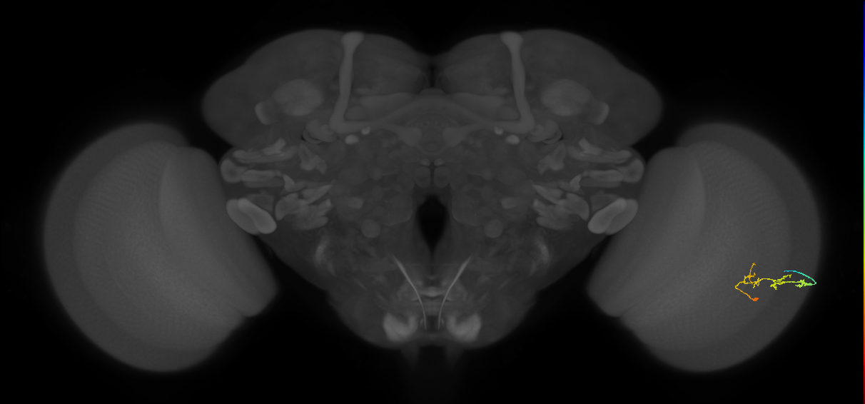 C2_R (JRC_OpticLobe:79133)