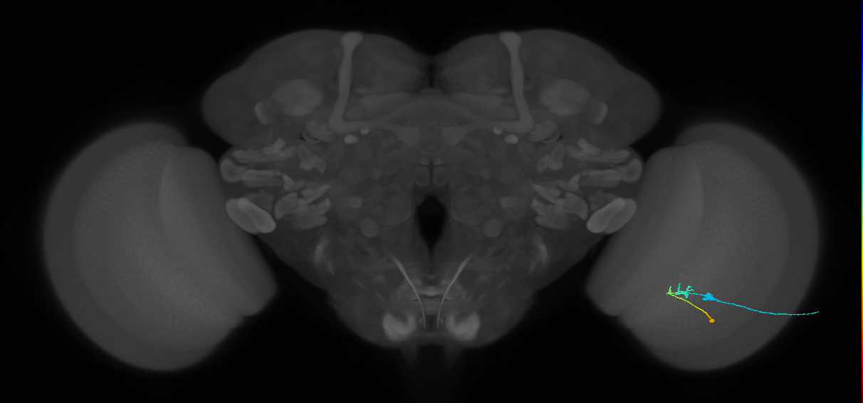 C2_R (JRC_OpticLobe:106294)
