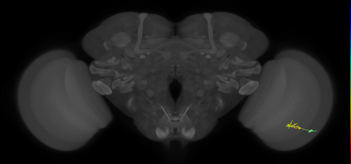 C2_R (JRC_OpticLobe:96694)