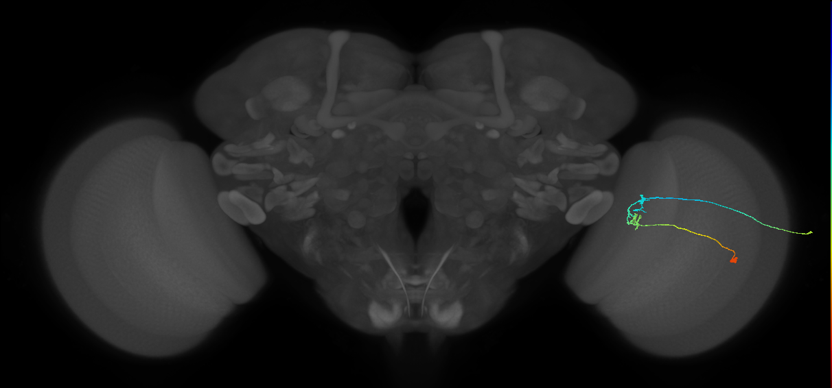 C2_R (JRC_OpticLobe:121668)