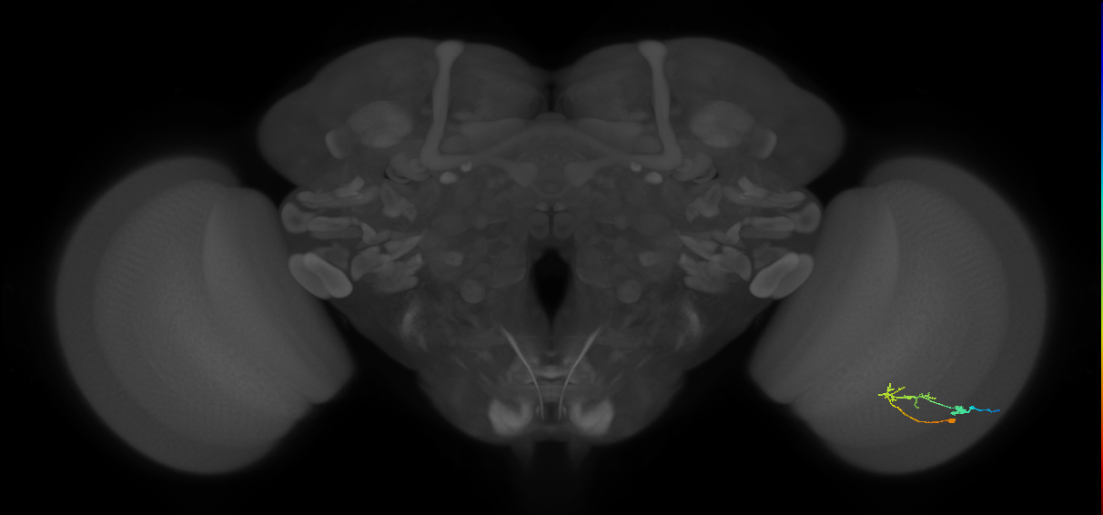 C2_R (JRC_OpticLobe:96664)