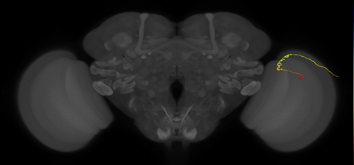 C2_R (JRC_OpticLobe:109121)