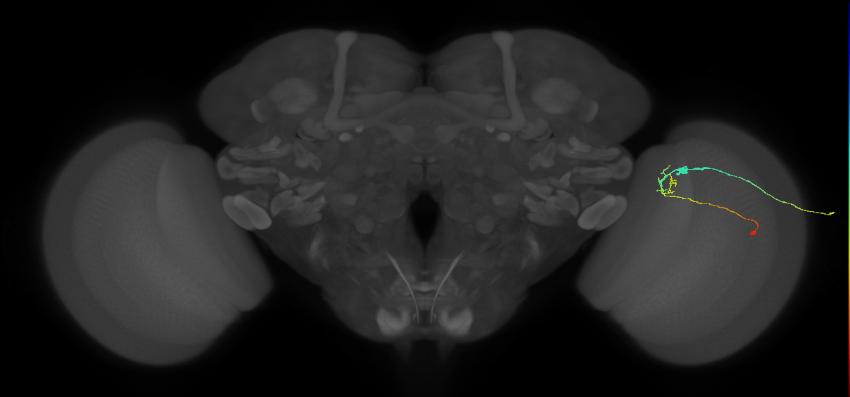 C2_R (JRC_OpticLobe:116818)