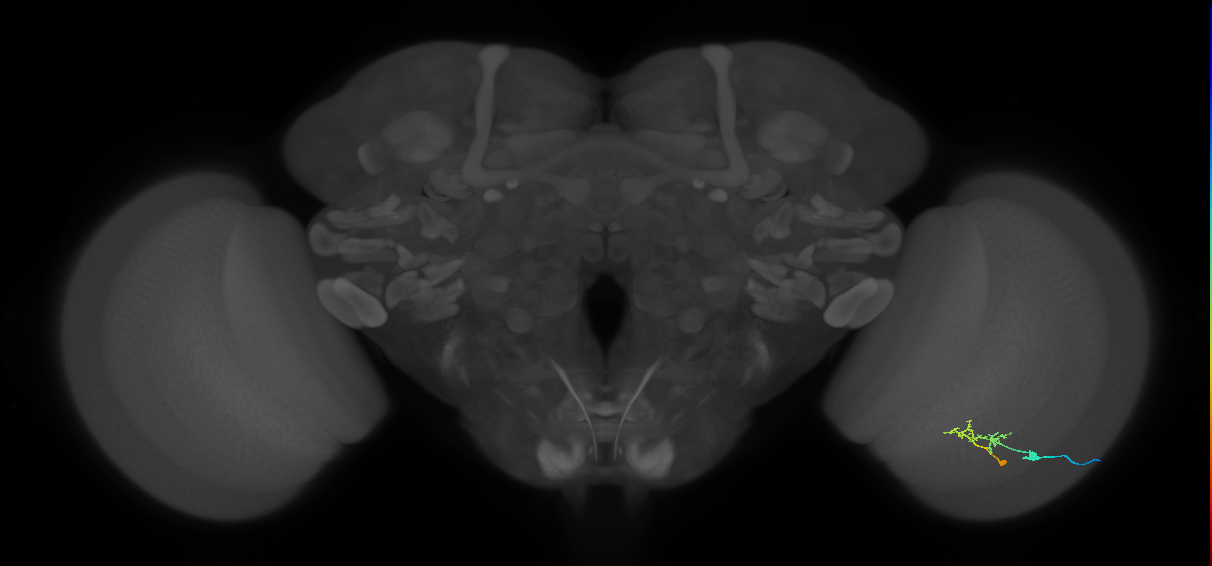 C2_R (JRC_OpticLobe:75941)