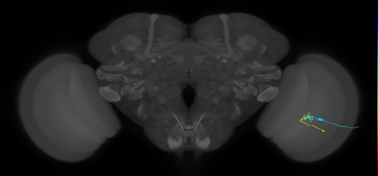 C2_R (JRC_OpticLobe:98353)