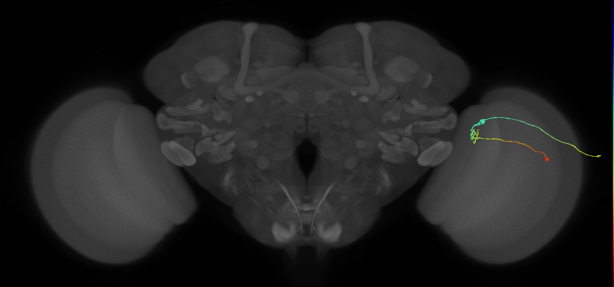 C2_R (JRC_OpticLobe:131935)
