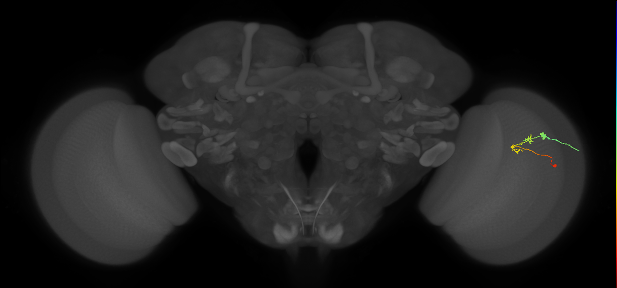 C2_R (JRC_OpticLobe:93875)