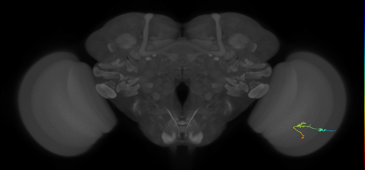 C2_R (JRC_OpticLobe:83447)