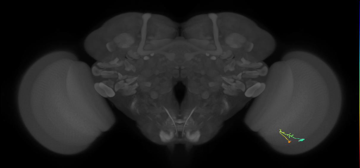 C2_R (JRC_OpticLobe:106867)
