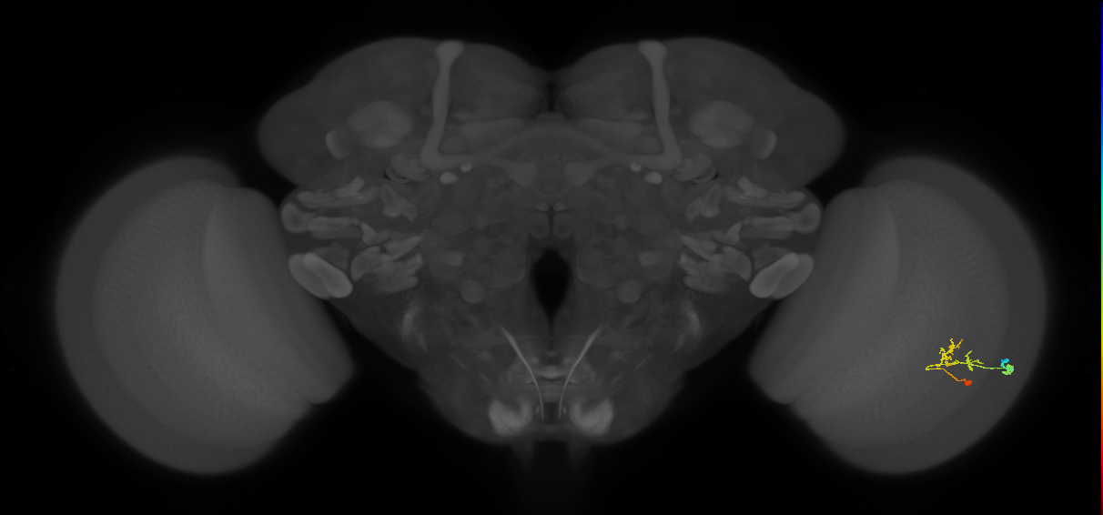 C2_R (JRC_OpticLobe:77561)