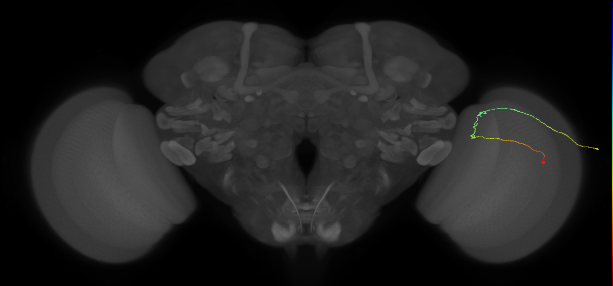 C2_R (JRC_OpticLobe:177714)