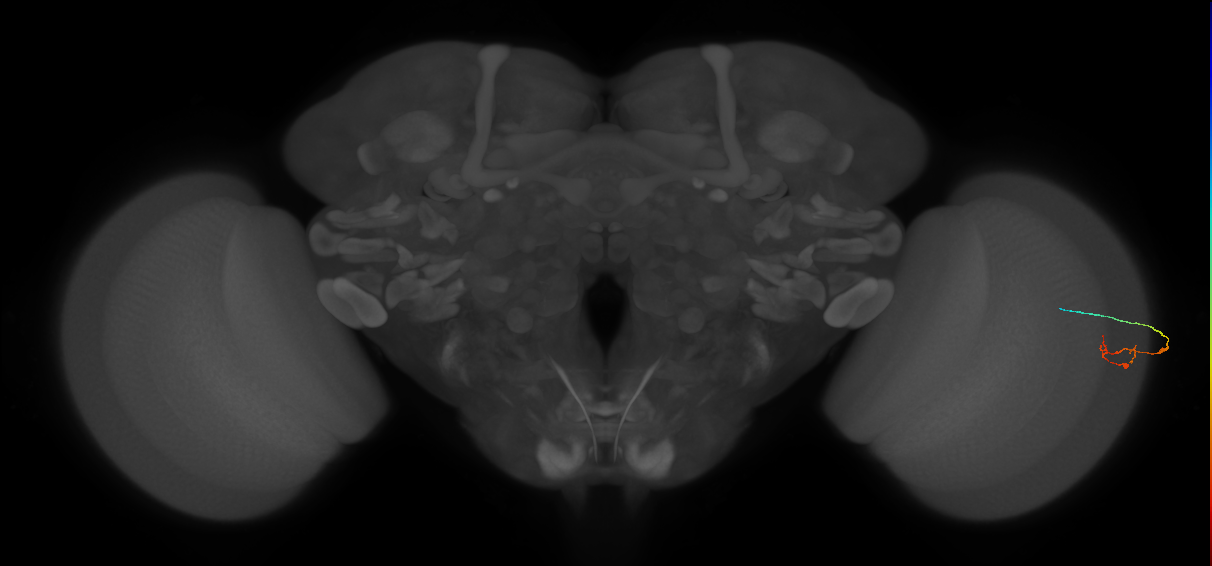 C2_R (JRC_OpticLobe:159509)