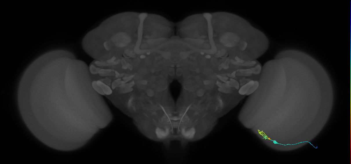C2_R (JRC_OpticLobe:127552)