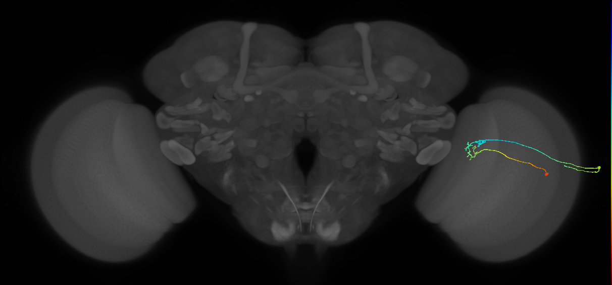 C2_R (JRC_OpticLobe:117873)