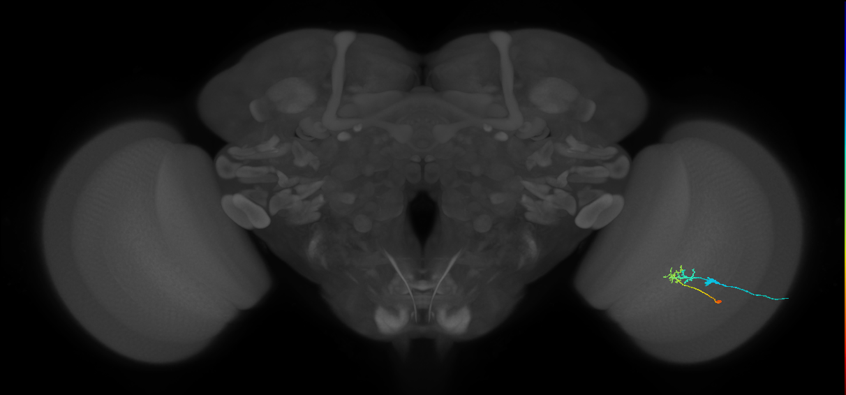 C2_R (JRC_OpticLobe:95183)