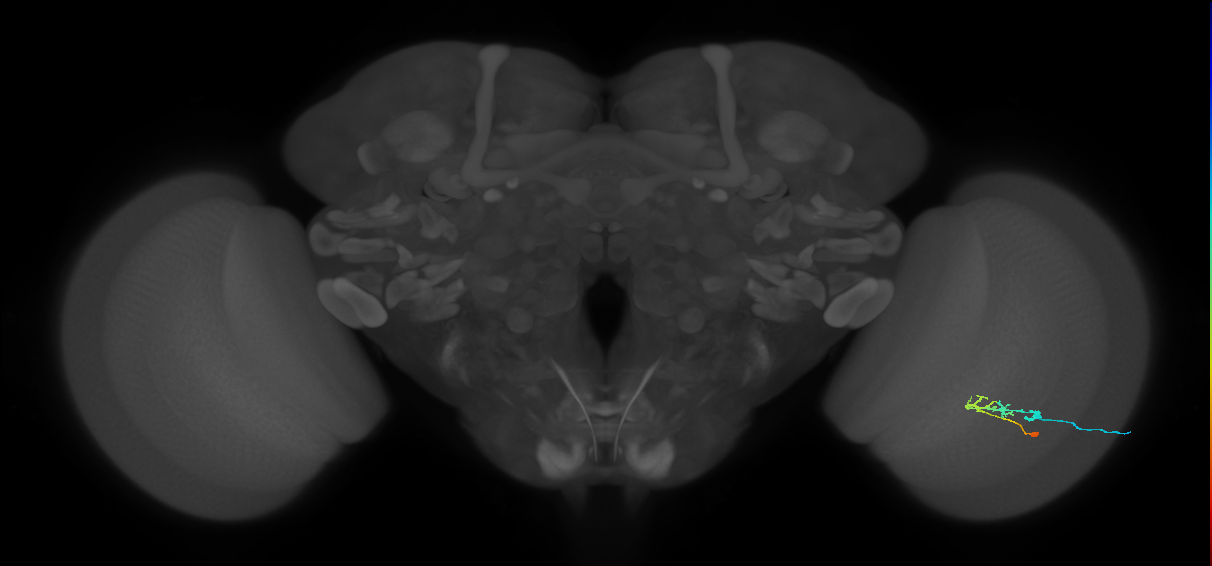 C2_R (JRC_OpticLobe:76333)