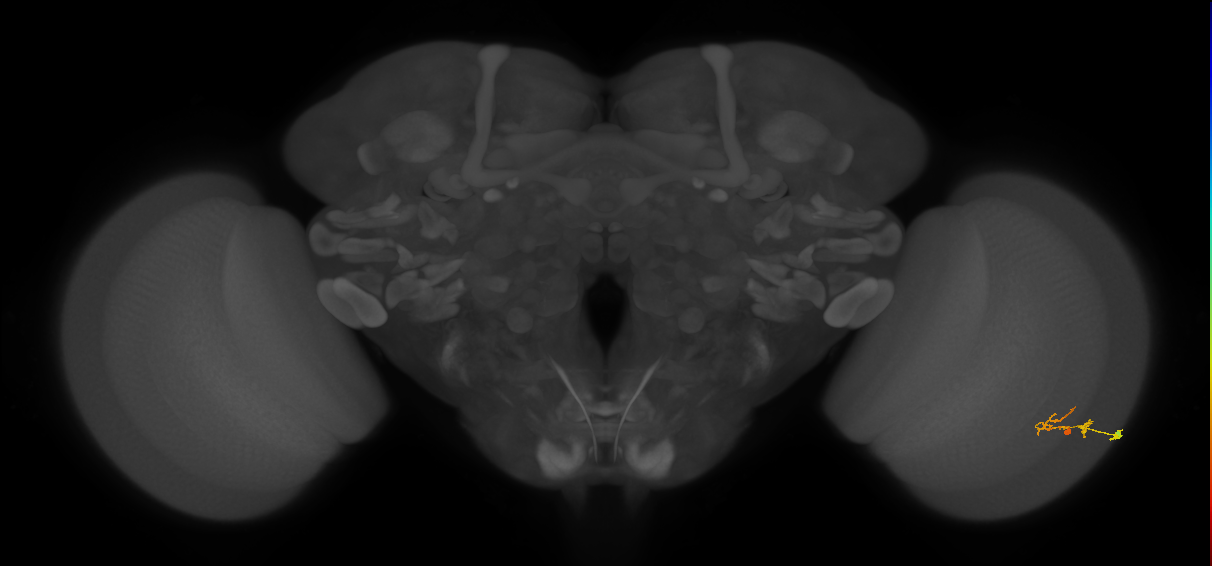 C2_R (JRC_OpticLobe:81052)