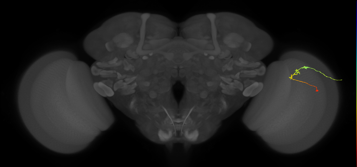 C2_R (JRC_OpticLobe:95330)