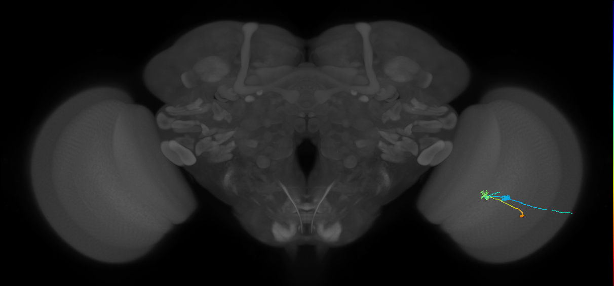 C2_R (JRC_OpticLobe:79711)