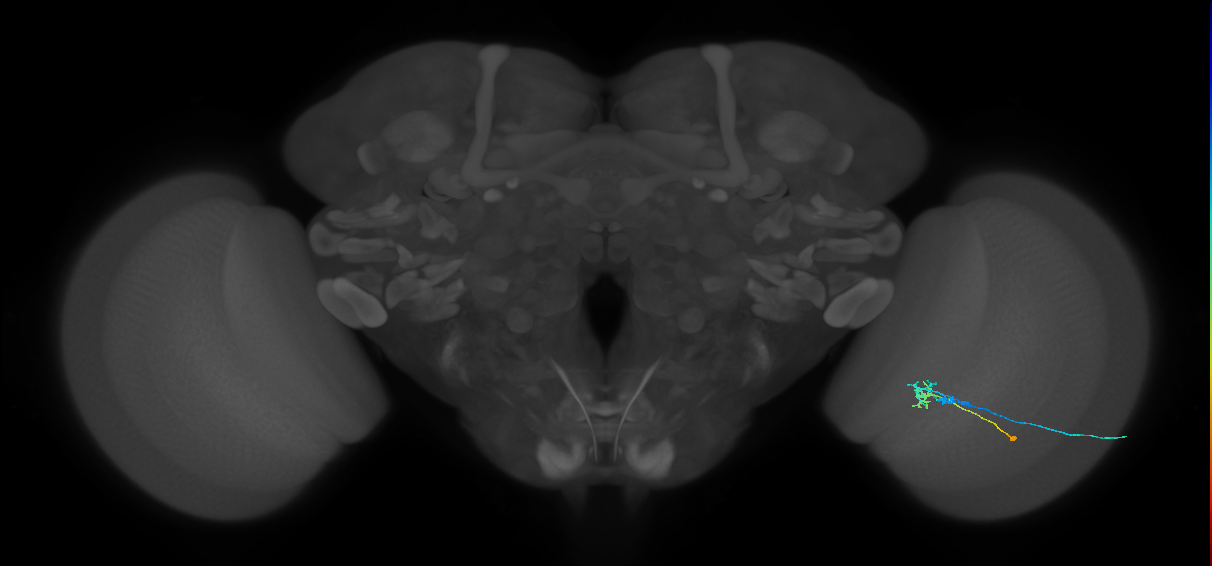 C2_R (JRC_OpticLobe:96646)