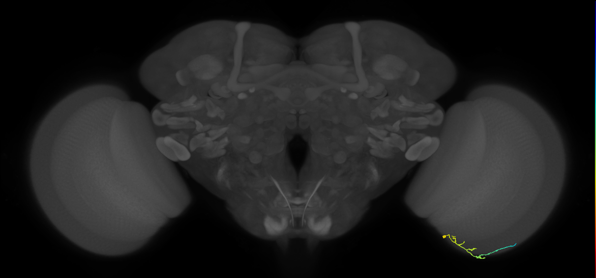 C2_R (JRC_OpticLobe:157995)
