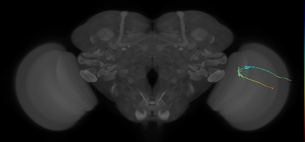 C2_R (JRC_OpticLobe:91292)