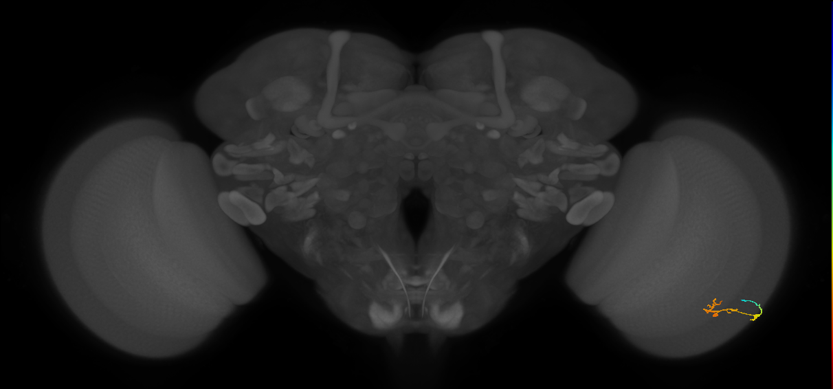 C2_R (JRC_OpticLobe:96310)
