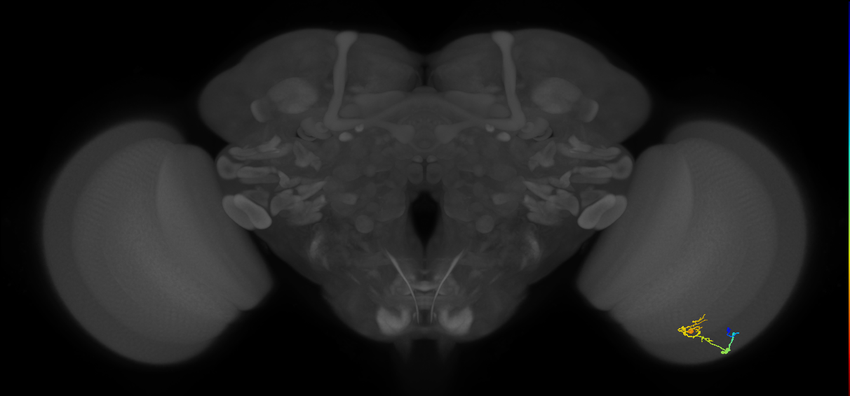 C2_R (JRC_OpticLobe:78497)