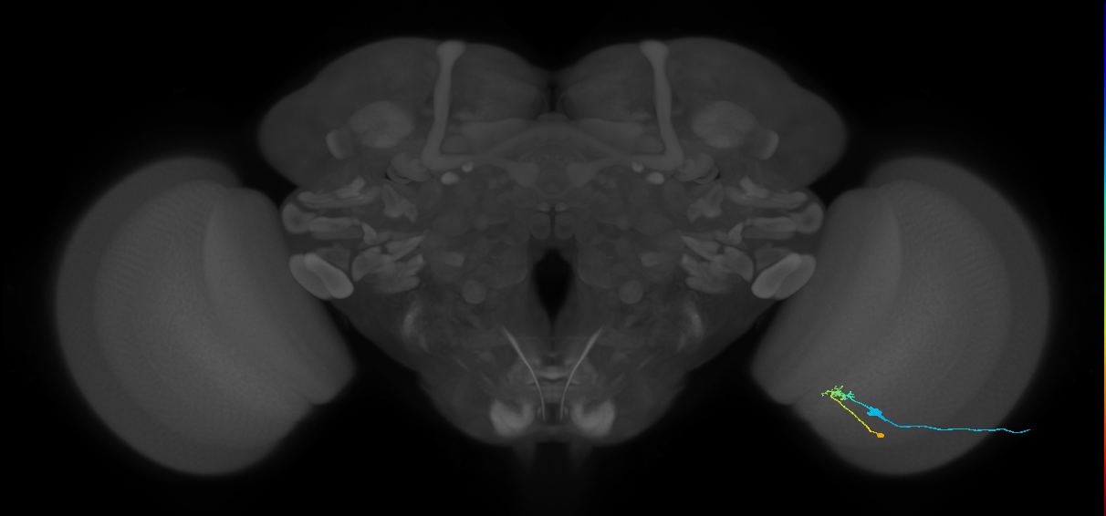 C2_R (JRC_OpticLobe:91143)