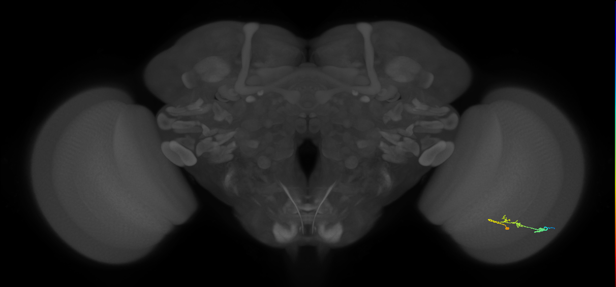 C2_R (JRC_OpticLobe:88130)