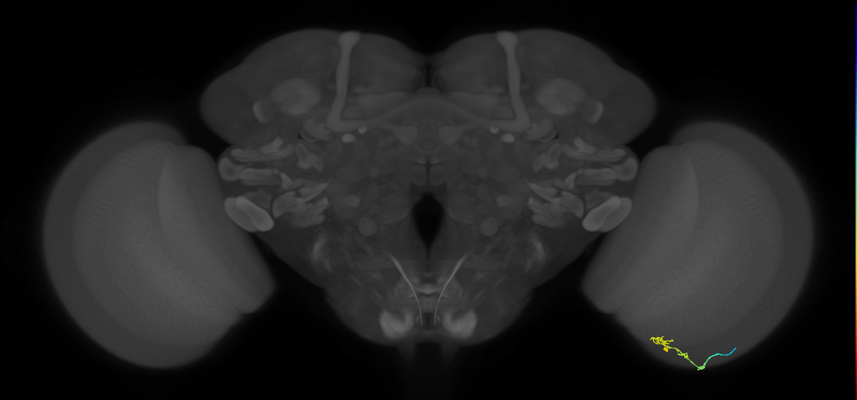 C2_R (JRC_OpticLobe:118711)