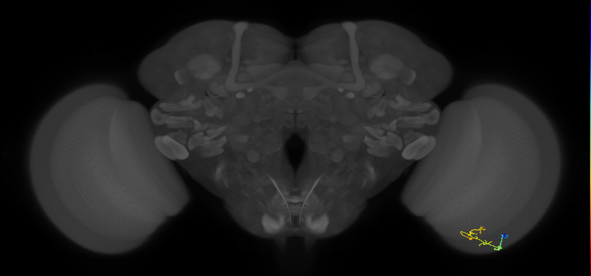 C2_R (JRC_OpticLobe:101438)