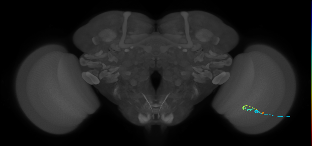 C2_R (JRC_OpticLobe:101541)