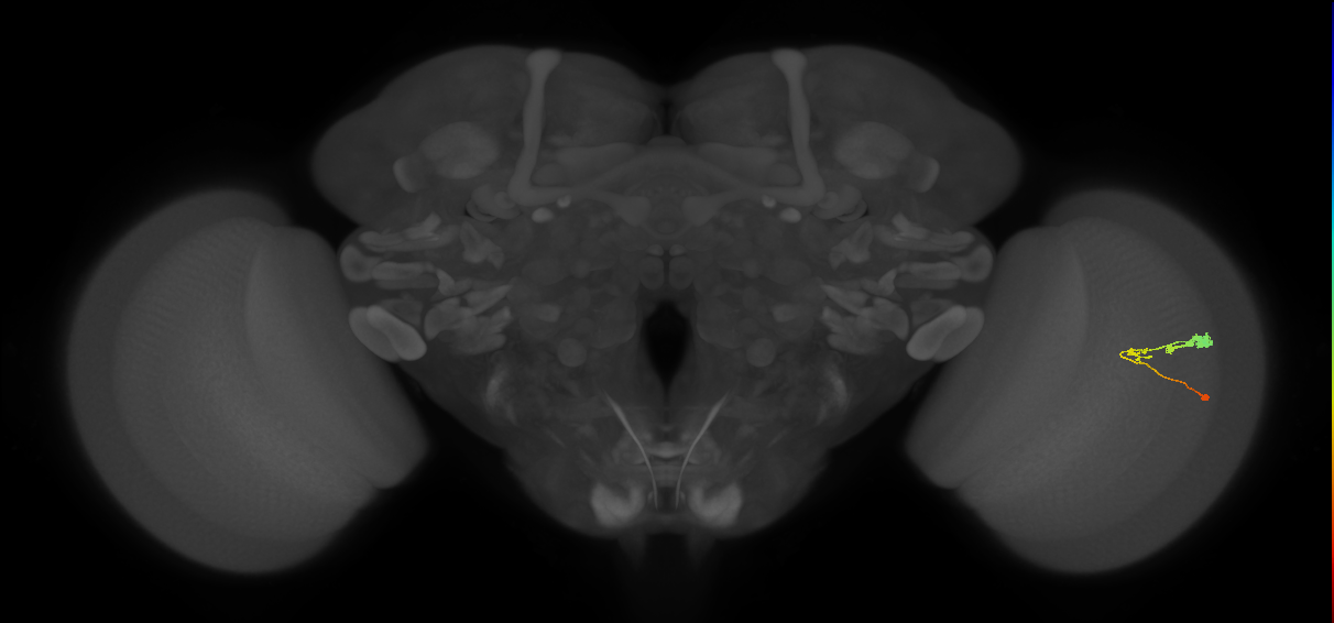 C3_R (JRC_OpticLobe:57961)